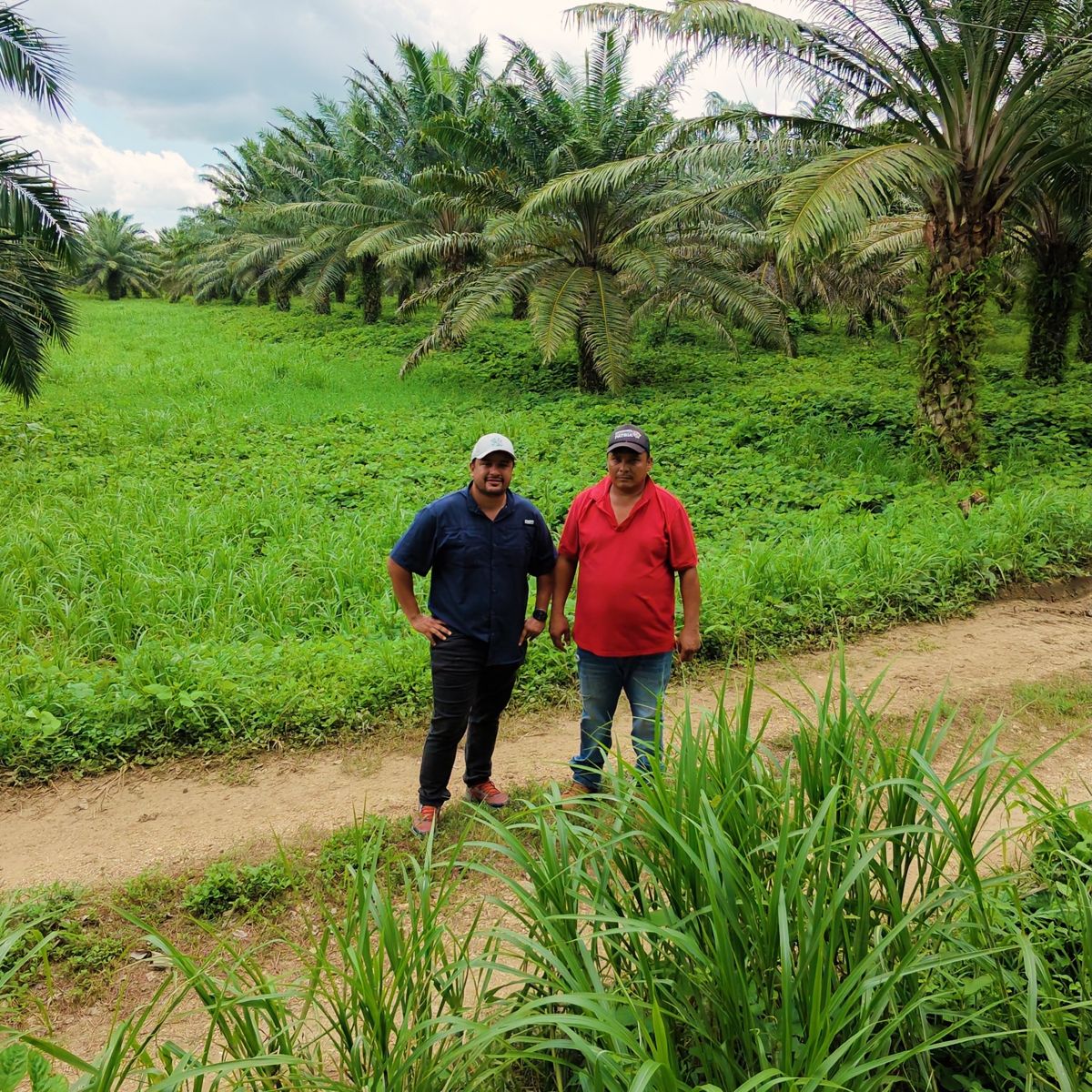 Swiner Russi recorriendo el cultivo de palma africana en Lorica, Córdoba